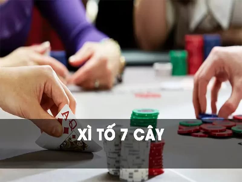 xì tố 7 cây